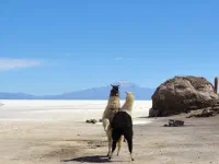L'île sert en fait d'asile pour lamas fous, et ces deux là sont vraiment atteints...