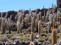 Les célèbres cactus de l'île