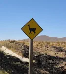 Attention ! Traversée de lamas