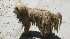 Rasta-Chien, yeahhhhh !!!