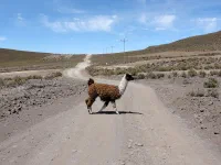 Nonchalant, un lama traverse la piste. Ces animaux très curieux s'approchent souvent de la route pour nous voir de plus près.
