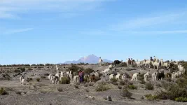 Troupeau de lamas