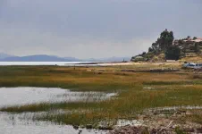 La totora pousse en quantité au bord du lac. Cette herbe est parfaitement comestible (de la racine jusqu'à la tige) mais honnêtement ce n'est pas fameux