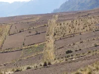 paysage de cultures