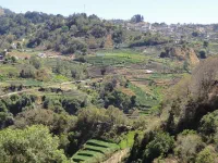 Cultures en terrasses