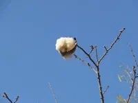 espèce d'arbre non-identifiée