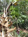 Régime de bananes