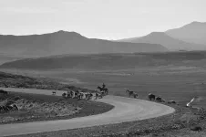 Un gaucho conduit ses vaches au petit matin. C'est du boulot avec les véhicules qui passent sur la route