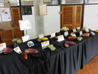 Différentes espèces de cacao.