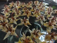 Fleurs de cacao