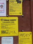 Bienvenu au camping : attention aux cougars et aux ours noirs