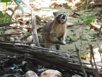 Raton-laveur en plein repas