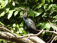 Parc National Tortuguero
