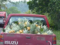 Chargement d'ananas : ils sont excellents !