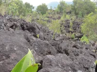La Nature reprend ses droits