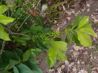 Grains de café sur leur branche