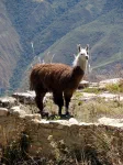 Lama