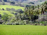 paysage de rizière