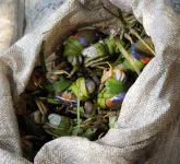 Panier de petits crabes