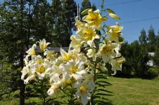 Vers le Lago Ranco