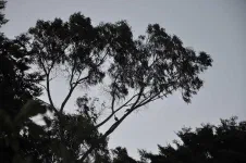 Arbre à Ibis. Ces oiseaux ont un chant assez peu esthétique qui ressemble en fait à un râle