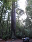 Notre tente a l'air bien riquiqui à côté de ce séquoia