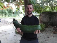 Une bien belle courgette