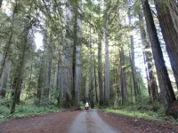 Jedediah Smith Redwood State Park