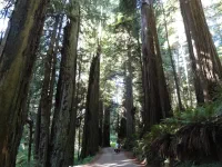 Jedediah Smith Redwood State Park