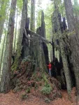 Jedediah Smith Redwood State Park