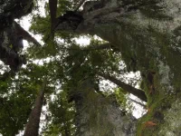 Jedediah Smith Redwood State Park