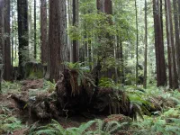Jedediah Smith Redwood State Park