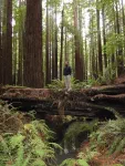 Jedediah Smith Redwood State Park