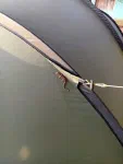 Invité surprise sur la tente