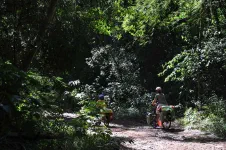Traversé du parc Ybytyruzu