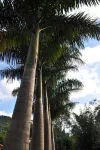 Granja Francisca, parc Ybytyruzu