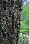 Balade sur le cerro Cora - drôle d'insecte