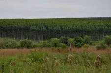 Plantations, c'est beaucoup moins sympa comme forêt... En fait c'est un champ d'arbres.