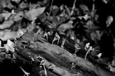 Des champignons partout et de tous types