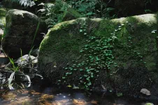 Parc national Ybycui