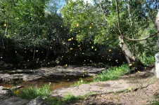 Envol de papillons