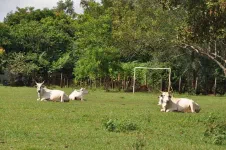 Les joueurs de foot font un sitting