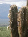 C'est le printemps ici, alors même les cactus fleurissent.