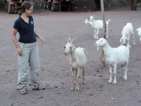Marie, la femme qui voulait parler à l'oreille des chèvres mais finalement plus quand le bouc est arrivé