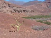 Quebrada de las Conchas