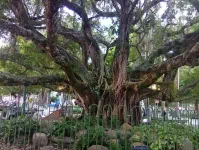 Immense arbre sur la Place du XV novembre