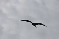 La frégate veille
