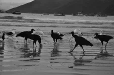 Après avoir retraversé le massif, nous arrions sur la plage de Pantano do Sul