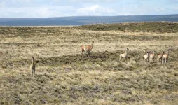 Nous voyons de plus en plus de guanucos, cousins pas très lointains des lamas.