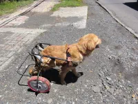 Chien paralysé sur roulettes